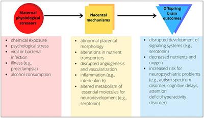 Future Horizons for Neurodevelopmental Disorders: Placental Mechanisms